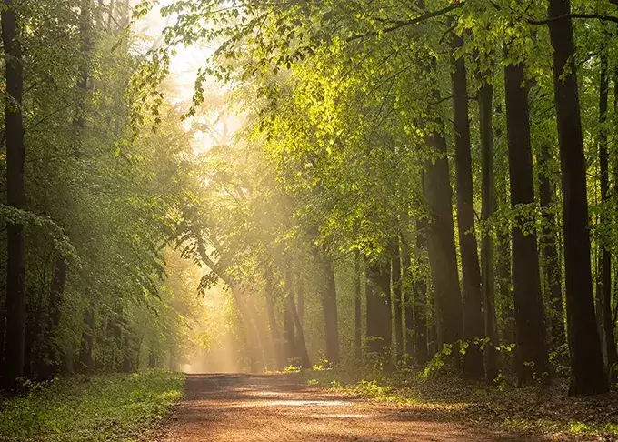 Schöner Waldweg im Laubwald Schöner Waldweg im Laubwald
